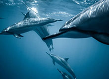 PG电子：引领极致娱乐体验的新纪元